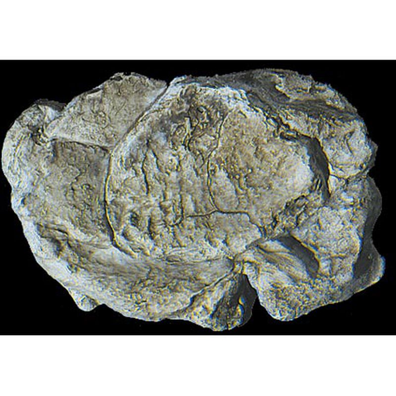 Rock Mold, Wind Rock