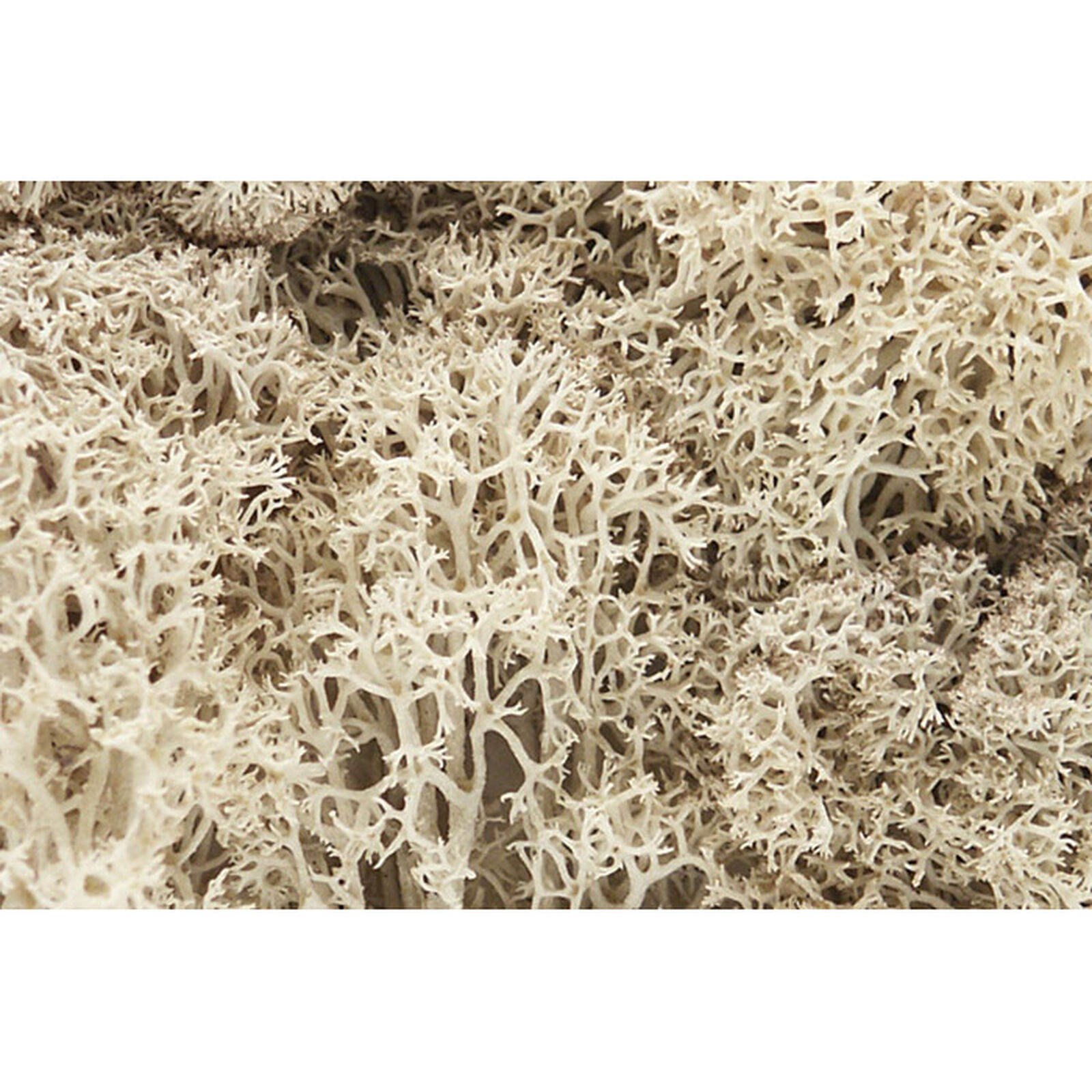 Lichen Bag, Natural/82 cu. in.