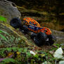1/10 RBX10 Ryft 4X4 RTR Brushless Rock Bouncer, Orange