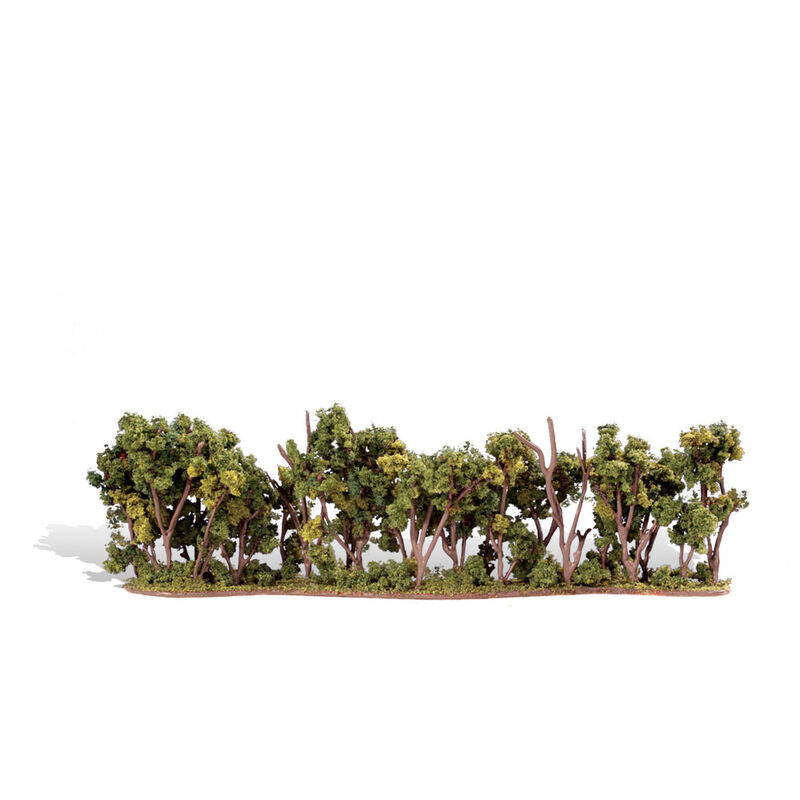 Classics Tree, Hedge Row 1-2" (1)