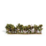 Classics Tree, Hedge Row 1-2" (1)