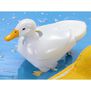 Walking & Swimming Duck
