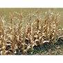 Dried Corn Stalks (30)